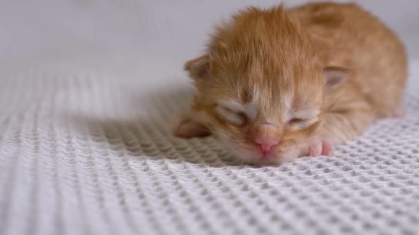 Новорожденный Слепой Красный Котёнок ползает на белом фоне. Двухдневная старость — стоковое видео
