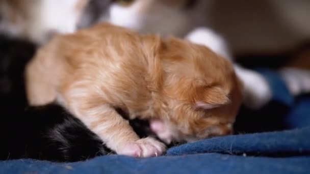 哺乳的母猫抱着一只瞎眼的新生生姜猫.可爱的猫家庭 — 图库视频影像