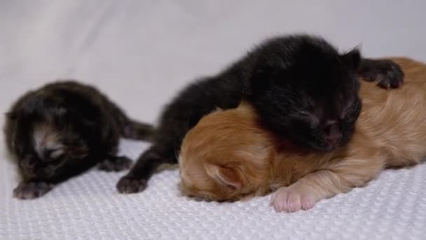 Три новорожденных слепые маленькие черные и красные котята ползают на белом фоне — стоковое видео