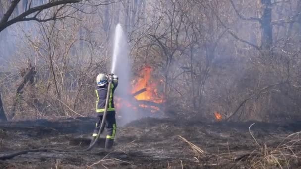 Πυροσβέστης σε εξοπλισμό Σβήστε τη φωτιά στο δάσος με το σωλήνα πυρκαγιάς. Ξύλο, ανοιξιάτικη μέρα — Αρχείο Βίντεο