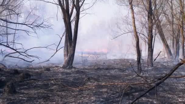 Ogień w lesie. Smoky Woods i spalonych drzew i trawy na ziemi — Wideo stockowe