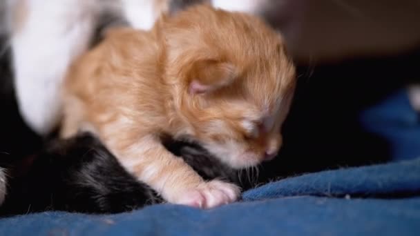 Ošetřovatelka maminka kočka objímají slepé novorozené zrzavé kotě. Roztomilá kočka rodina — Stock video