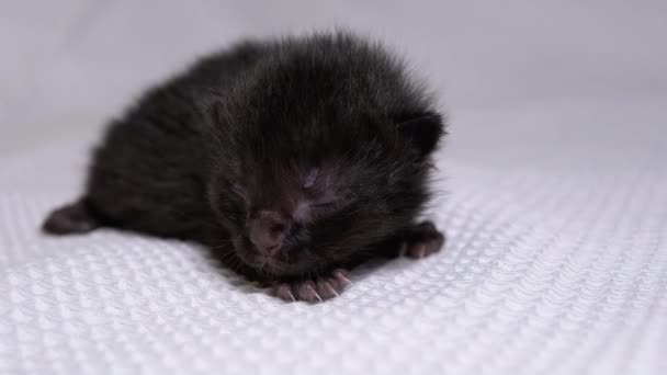 Il piccolo gattino nero cieco appena nato striscia su uno sfondo bianco. Due giorni di vita — Video Stock