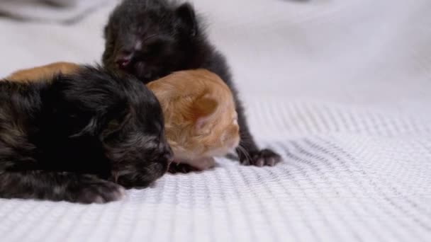 Trzy nowo narodzone niewidome małe czarne i czerwone kocięta czołgające się na białym tle — Wideo stockowe