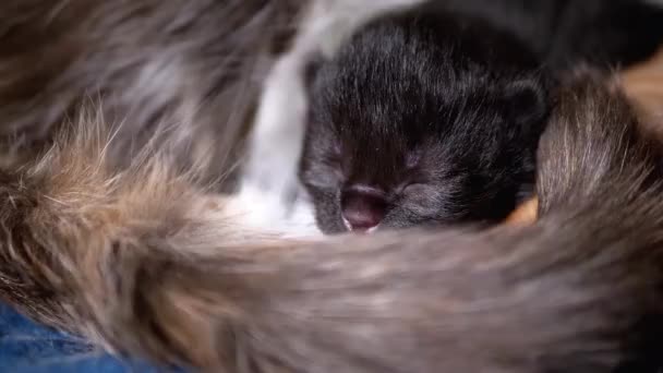 Gözü Kapalı Kedi Yavrusu Anne Kedi 'ye Yalan Söylüyor. Yavru kedileri emzirmek — Stok video