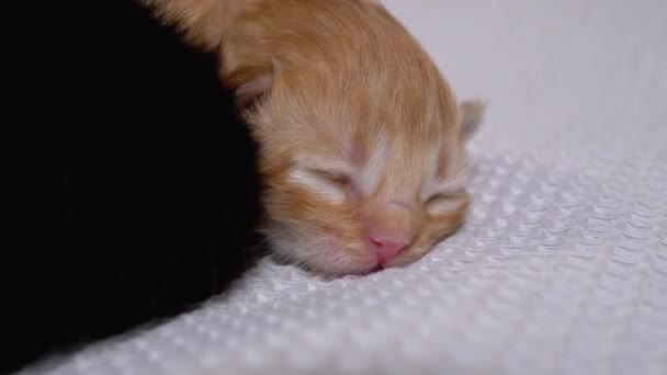 Neonato cieco piccolo rosso morbido gattino sta dormendo su uno sfondo bianco — Video Stock