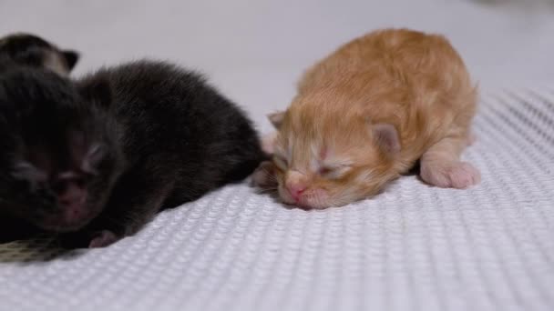 Три новорожденных слепые маленькие черные и красные котята ползают на белом фоне — стоковое видео