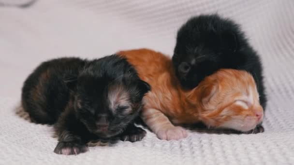 Trois petits chatons noirs et rouges aveugles nouveau-nés rampant sur un fond blanc — Video