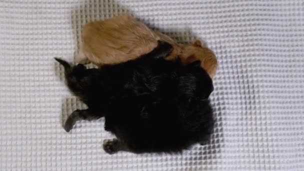 Three Newborn Blind Little Black and Red Kittens Crawling on a White Background — Stock Video