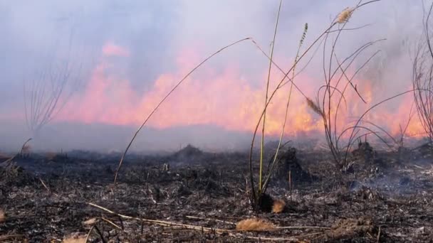 Požár v lese. Hořící suchá tráva, stromy a rákosí. Divoký oheň. Pomalý pohyb. — Stock video