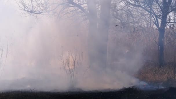 Brandweerlieden in apparatuur blussen bosbrand met brandslang. Langzame beweging — Stockvideo