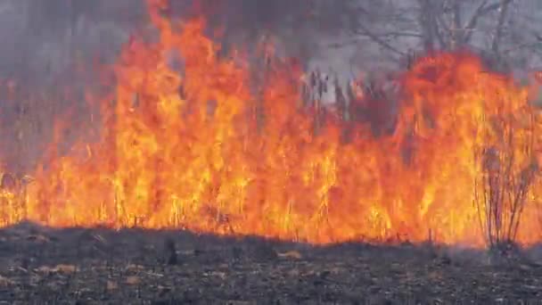 Вогонь у лісі. Пожежа з палаючих сухих трав, дерев і очерету. Повільний рух — стокове відео