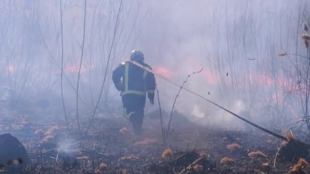 Bomberos en equipos extinguen incendios forestales con manguera de incendios. Moción lenta — Vídeos de Stock