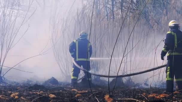 Twee brandweerlieden in apparatuur blussen bosbrand met brandslang. Langzame beweging — Stockvideo