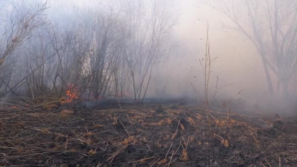 Požár v lese. Hořící suchá tráva, stromy a rákosí. Divoký oheň. Pomalý pohyb. — Stock video