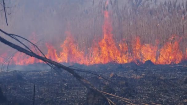 Eld i skogen. Brännande gräs, träd och vass. En löpeld. Långsamma rörelser. — Stockvideo