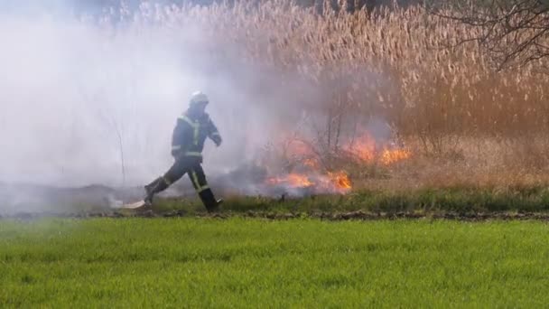 Brandweerman met een schop loopt door een brandende droge struik en Reed in de buurt van het bos. — Stockvideo