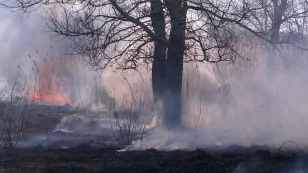 Strażacy w sprzęcie gasić pożar lasu z wężem strażackim. Zwolniony ruch — Wideo stockowe
