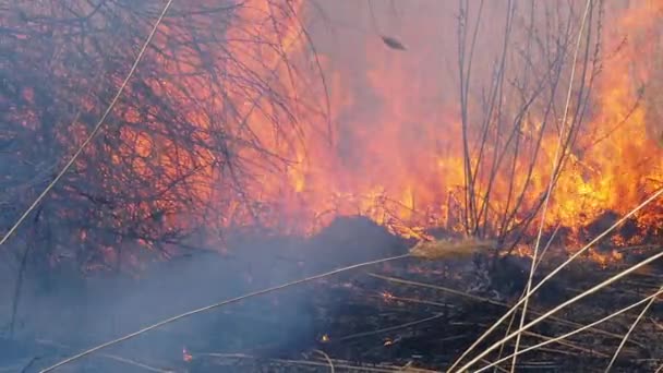 Brand in het bos. Vlam van brandend droog gras, bomen en riet. Langzame beweging — Stockvideo