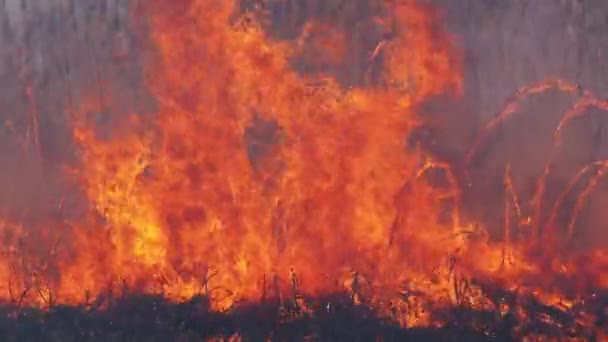 Вогонь у лісі. Пожежа з палаючих сухих трав, дерев і очерету. Повільний рух — стокове відео