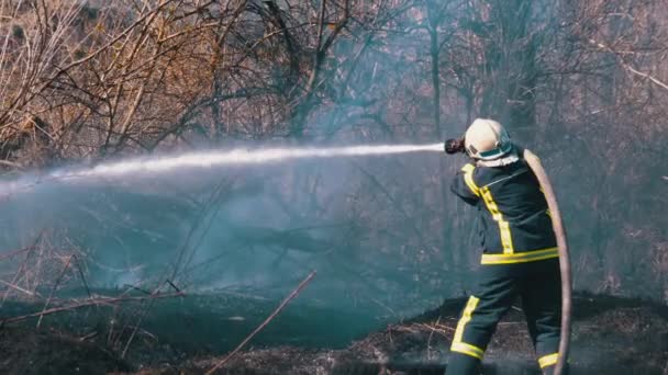Hasič v zařízení hasit lesní požár s požární hadicí. Dřevo, jarní den — Stock video