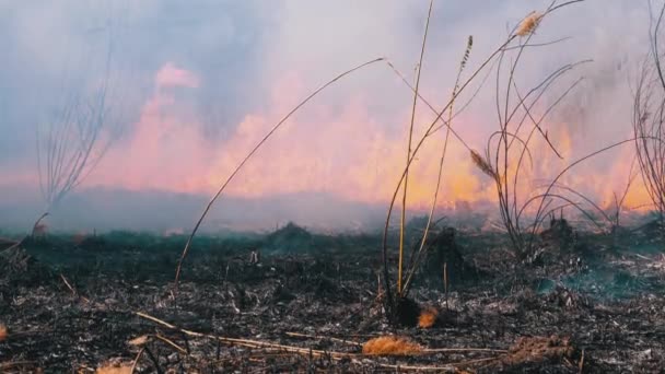 Пожар в лесу. Горящая сухая трава, деревья и камыш. Дикий огонь. Slow Motion . — стоковое видео
