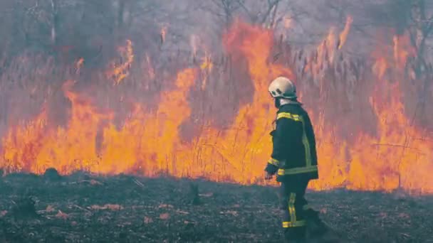 Un pompier traverse Burning Forest. Des arbres brûlés, des arbres carbonisés. Mouvement lent — Video