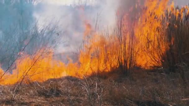 Požár v lese. Hořící suchá tráva, stromy a rákosí. Divoký oheň. Pomalý pohyb. — Stock video