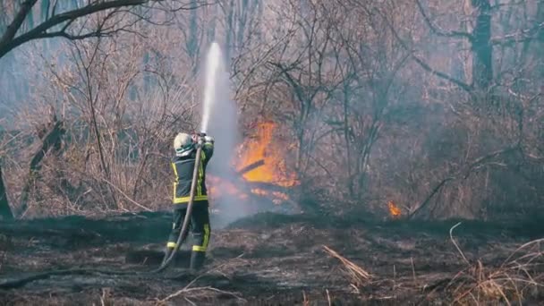 Πυροσβέστης σε εξοπλισμό Σβήστε τη φωτιά στο δάσος με το σωλήνα πυρκαγιάς. Ξύλο, ανοιξιάτικη μέρα — Αρχείο Βίντεο