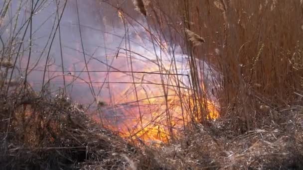 숲에 불이났다. 풀, 나무, 리드등을 태우고 있다. 들불. 느린 동작. — 비디오