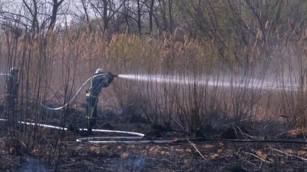 Два пожарных в снаряжении тушат лесной пожар из пожарного шланга. Slow Motion — стоковое видео