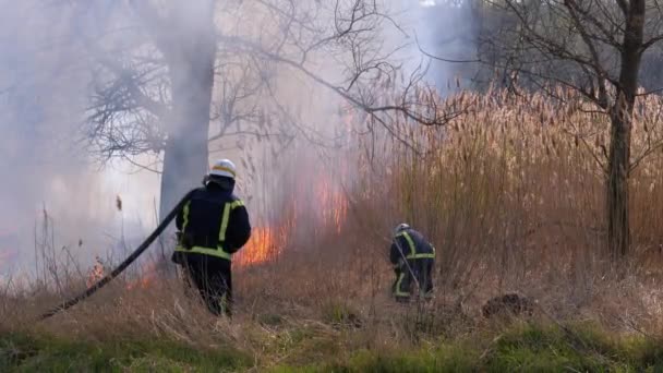 Dos bomberos en equipo extinguen incendios forestales con manguera de incendios. Moción lenta — Vídeo de stock