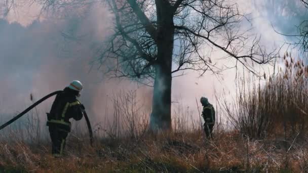 Twee brandweerlieden in apparatuur blussen bosbrand met brandslang. Langzame beweging — Stockvideo