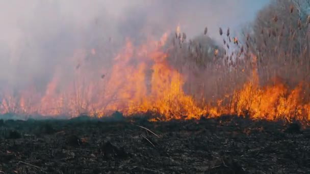 Le feu dans la forêt. Flamme provenant de la combustion d'herbe sèche, d'arbres et de roseaux. Mouvement lent 