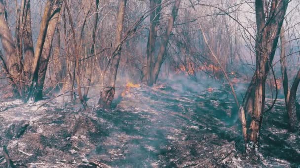 森林失火。燃烧干草、树木和芦苇。野火。慢动作. — 图库视频影像