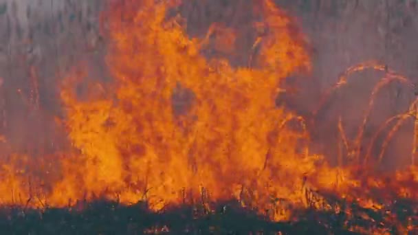 森の中の火事だ。乾いた草、木、そして葦を燃やす炎。スローモーション — ストック動画