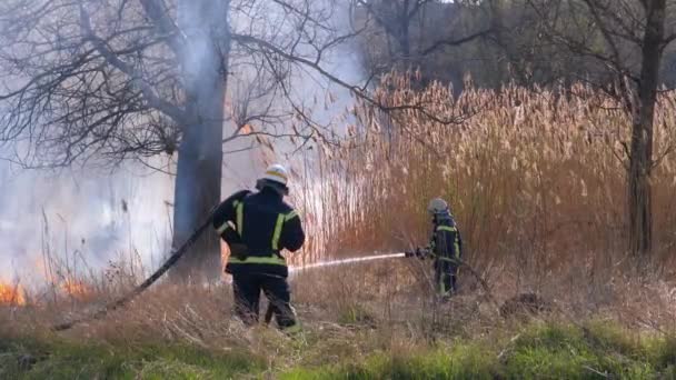 Dwóch strażaków w Sprzęt gasić pożar lasu z wężem strażackim. Zwolniony ruch — Wideo stockowe