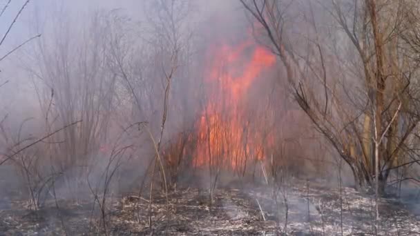 Incendio nella foresta. Fiamma da erba secca in fiamme, alberi e canne. Rallentatore — Video Stock