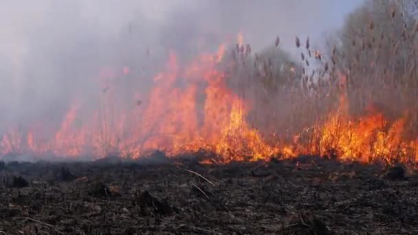 Le feu dans la forêt. Flamme provenant de la combustion d'herbe sèche, d'arbres et de roseaux. Mouvement lent 