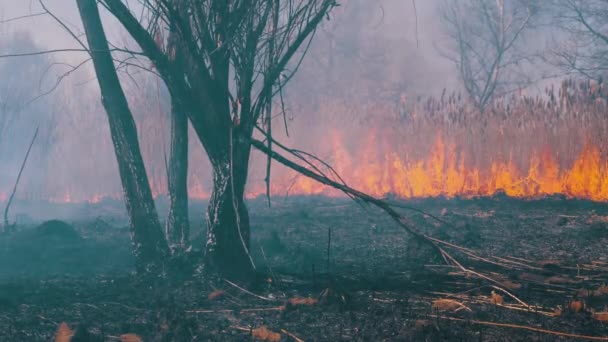 Eld i skogen. Brännande gräs, träd och vass. En löpeld. Långsamma rörelser. — Stockvideo