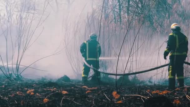 Twee brandweerlieden in apparatuur blussen bosbrand met brandslang. Langzame beweging — Stockvideo