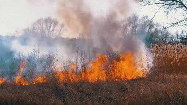 Brand in het bos. Brandend droog gras, bomen en riet. Wildvuur. Langzame beweging. — Stockvideo