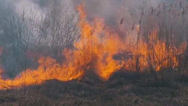 森の中の火事だ。乾燥草、木や葦の燃焼。野火だ。スローモーション. — ストック動画