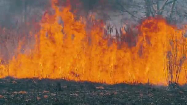 Fogo na Floresta. Chama de Grama Seca Ardente, Árvores e Reeds. Movimento lento — Vídeo de Stock