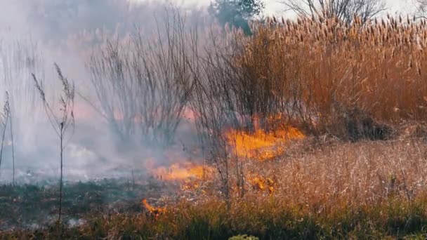 Le feu dans la forêt. Brûler l'herbe sèche, les arbres et les roseaux. Un feu de forêt. Mouvement lent . — Video