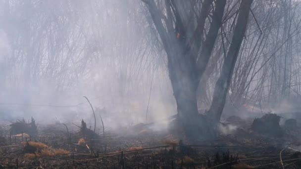 Brand in het bos. Brandend droog gras, bomen en riet. Wildvuur. Langzame beweging. — Stockvideo