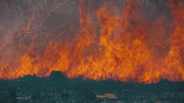 森の中の火事だ。乾いた草、木、そして葦を燃やす炎。スローモーション — ストック動画