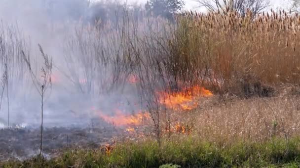 Fogo na Floresta. Queimando grama seca, árvores e juncos. Fogo selvagem. Movimento lento . — Vídeo de Stock