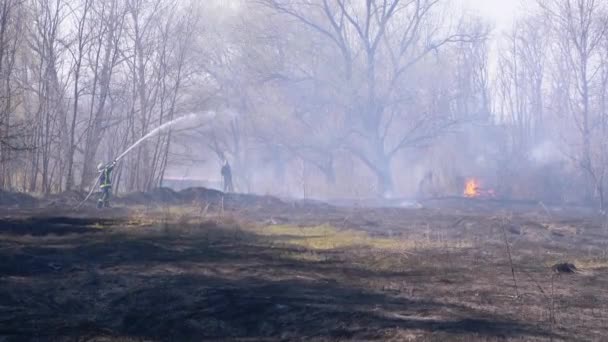 Bombero en Equipo Extinguir Incendio Forestal con Manguera de Incendio. Madera, Primavera de Europa — Vídeo de stock