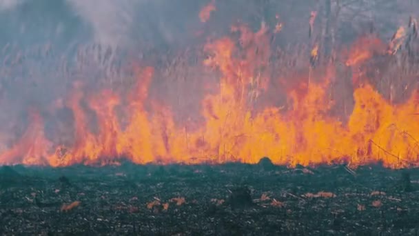 Feuer im Wald. Trockenes Gras, Bäume und Schilf verbrennen. Lauffeuer. Zeitlupe. — Stockvideo